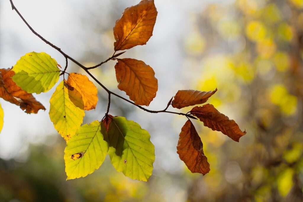 leaves, fall, branch-7580124.jpg